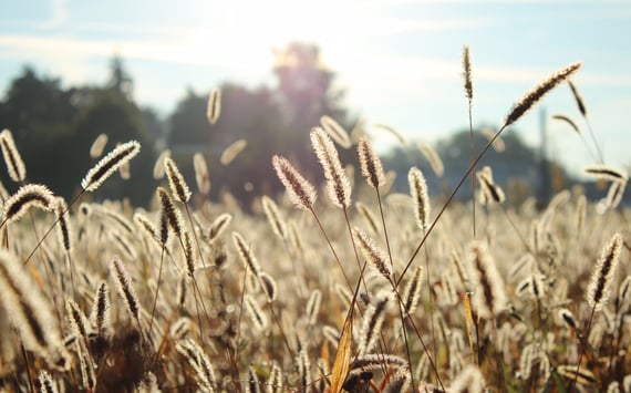 Eng med græs der afgiver pollen. Pollenallergi og andre allergier, behandler Origo med klassisk kinesisk akupunktur.