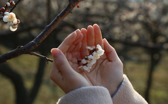 Hænder holder blomster