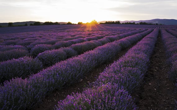 Solnedgang over violette blomster