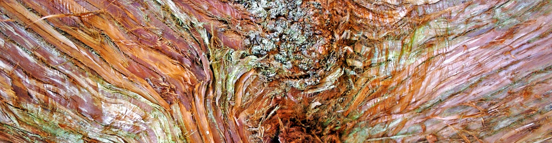 Nærbilde af en overskåret træstamme