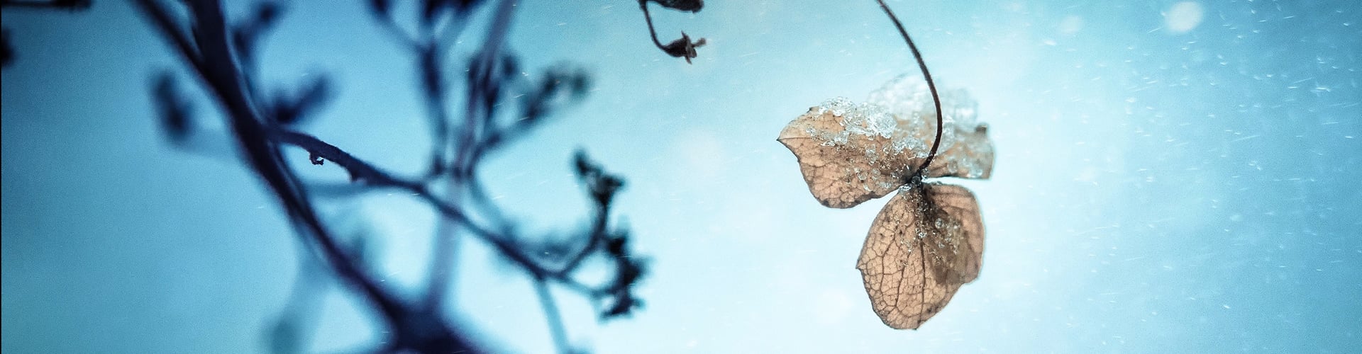 Blad mod blå himmel