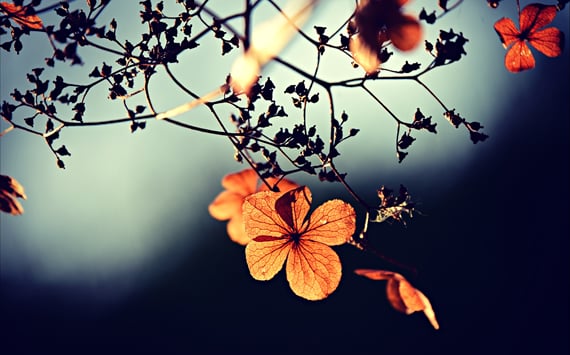 Blomster og kvister mod himmel