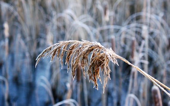 Strå der tynges af rim. Symbol på at vores tunge hoved kan lage belastning på nakkens muskler, noget som kan give nakkesmerter. Nakkesmerter han behandles med triggerpunkter og kranio sakral terapi