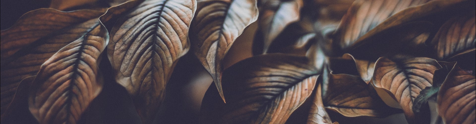 Høstblader. Symbol for sorg og traumer. Traumer kan ofte bearbejdes med Kraniosakral terapi. 