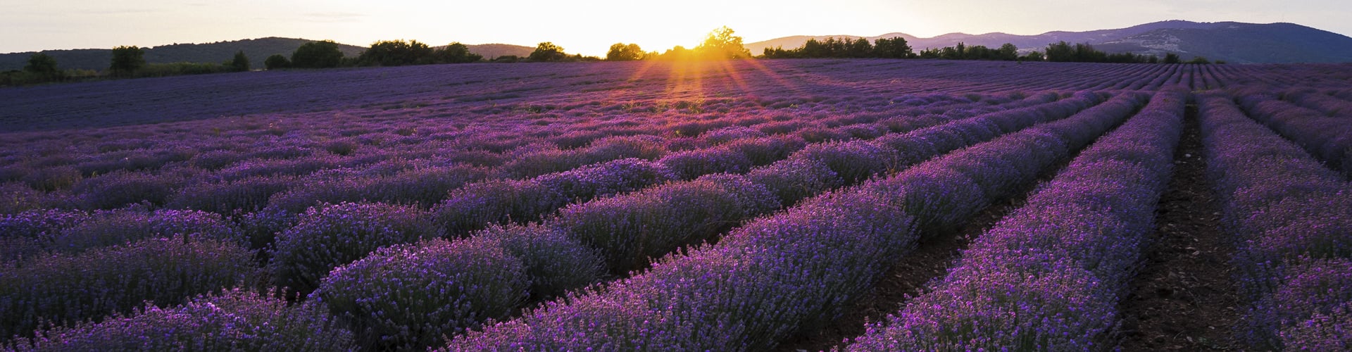 Sol over violette blomster
