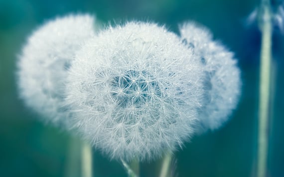 Mælkbøtte med frø