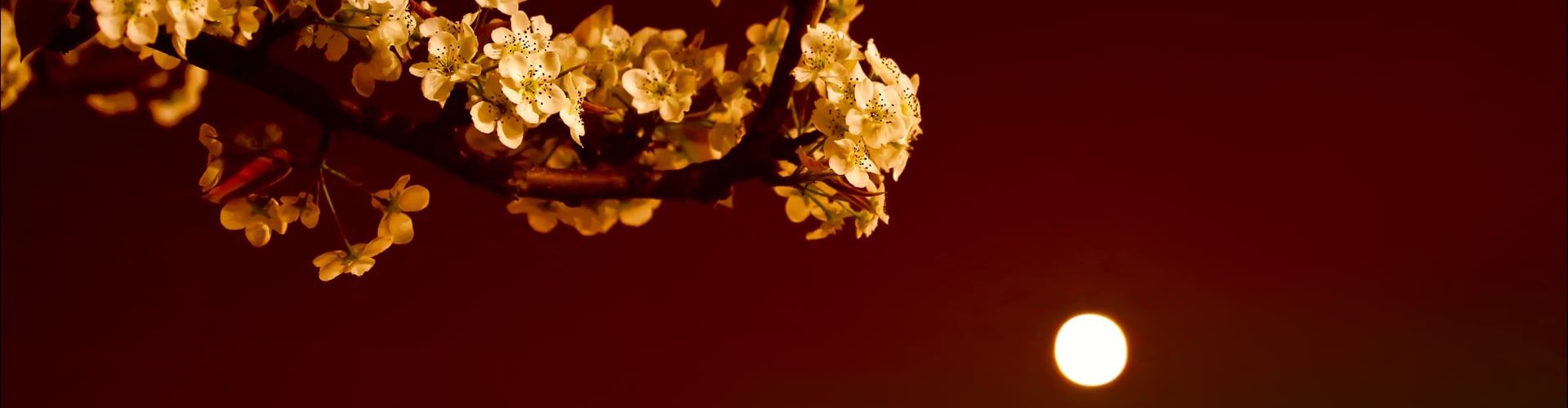 Blomsterkvist mod himmel